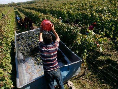 La cosecha de uva contin�a en ascenso: en 2013 subi� casi un 20%