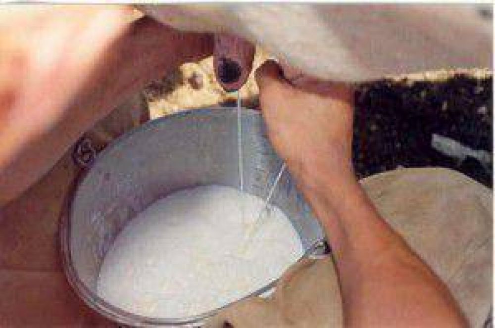 Uruguay: Tamberos piden aumento en precio de la leche
