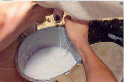 Uruguay: Tamberos piden aumento en precio de la leche