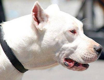 Un perro que ya mordi� �es un peligro para el resto de la poblaci�n�