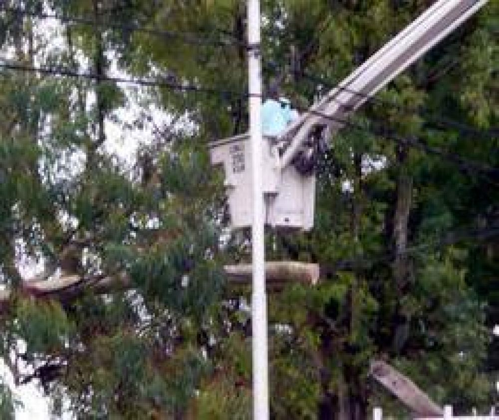 Cortaron un �rbol por peligro de ca�da  