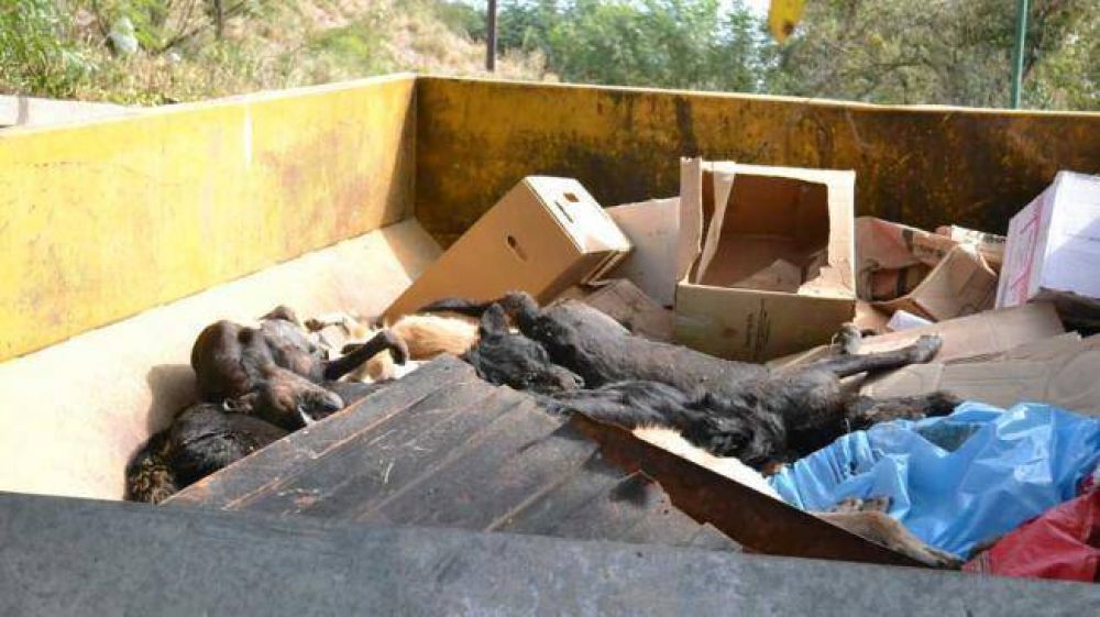 Envenenan a m�s de 100 animales en De�n Funes
