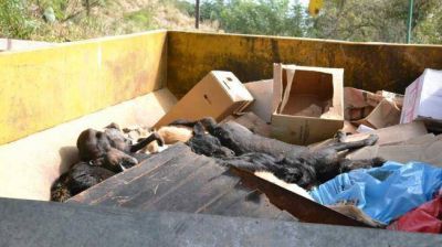 Envenenan a m�s de 100 animales en De�n Funes