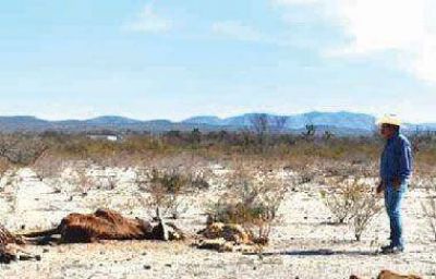 Agricultura analiza asistencia a productores por la sequ�a