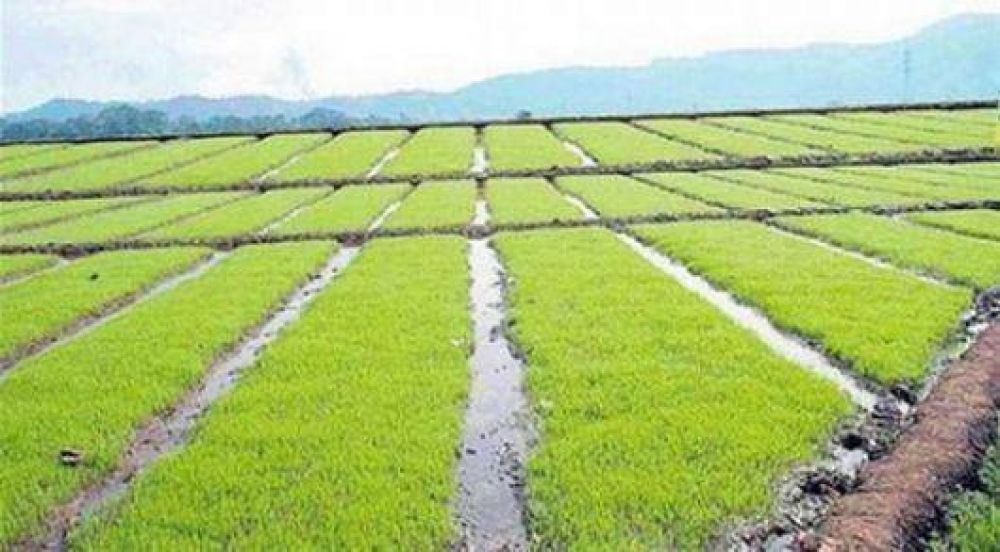 Arroz: a�n faltan obras para potenciar el sector