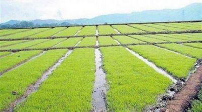 Arroz: a�n faltan obras para potenciar el sector