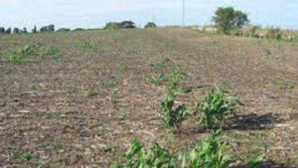 Exigen extender la Emergencia Agropecuaria por la sequ�a