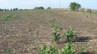 Exigen extender la Emergencia Agropecuaria por la sequ�a