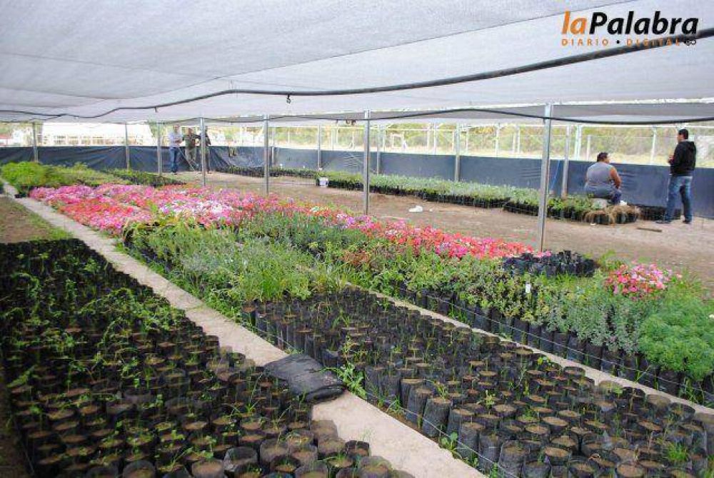 El vivero Municipal, un emprendimiento en continuo crecimiento