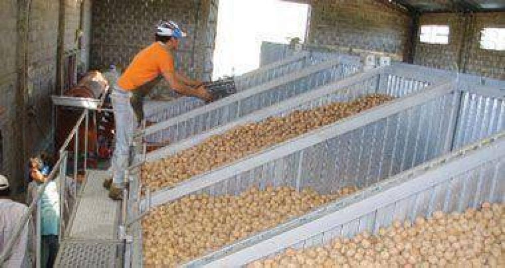 Productores nogaleros creen que mejorar�n los precios en 2013