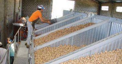 Productores nogaleros creen que mejorar�n los precios en 2013