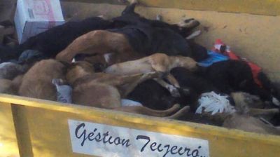 Un insecticida caus� la matanza de 150 perros en De�n Funes