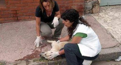 Denuncian que el Ministerio de Salud está detrás de matanza de perros en Deán Funes