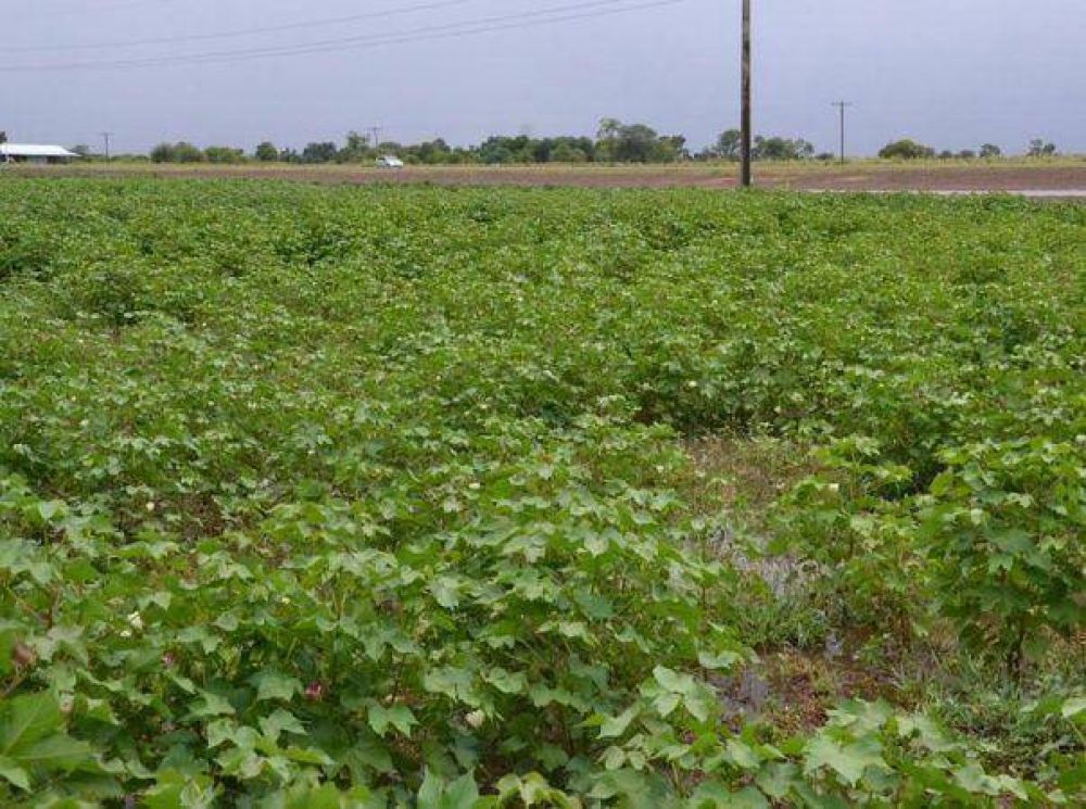 En una pobre campa�a granaria, las lluvias siguen siendo un espejismo en el domo central