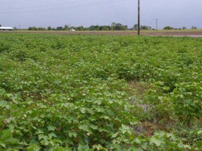 En una pobre campa�a granaria, las lluvias siguen siendo un espejismo en el domo central