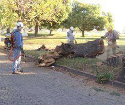 Defensa Civil removi� �rboles a�ejos