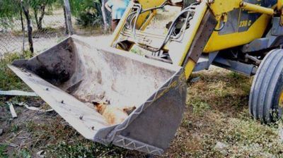 De�n Funes: hallaron m�s animales muertos y suspenden actividades p�blicas y clases