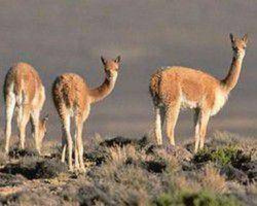 Barrick pidi� explorar un yacimiento emplazado en la bi�sfera San Guillermo