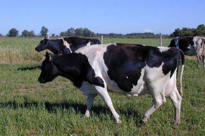 Convenio permitir� trabajar en el control del virus de la leucosis bovina