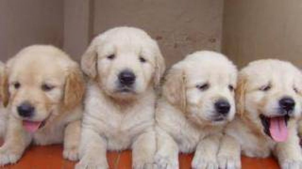 Contin�an las actividades por la Semana del Animal