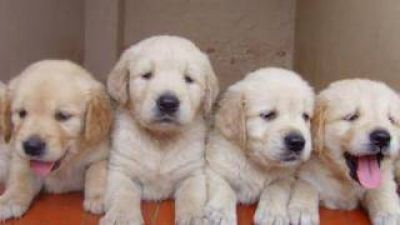 Contin�an las actividades por la Semana del Animal