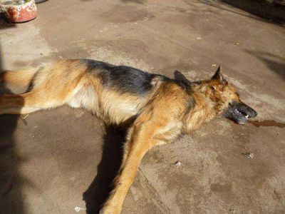 Envenenaron perros en toay