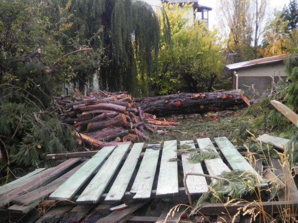 Vecinos se quejan de tala indiscriminada de Secuoya