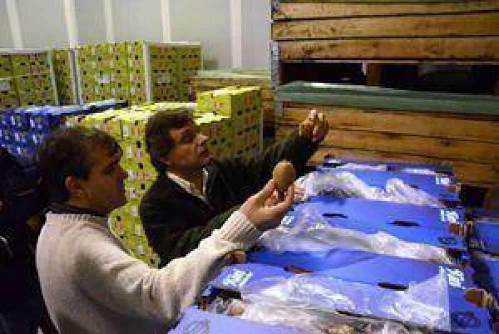 Mar del Plata produce el 50% del kiwi en Argentina