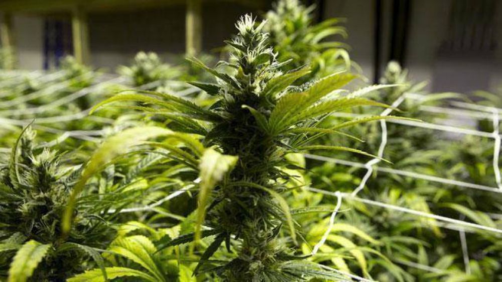 Presentan amparo en C�rdoba a favor del cultivo medicinal de marihuana