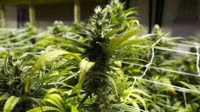 Presentan amparo en C�rdoba a favor del cultivo medicinal de marihuana