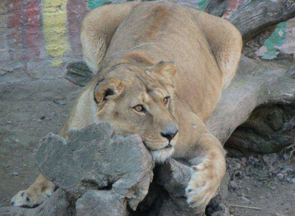 Cierre del Zoo: comienza el traslado de los animales