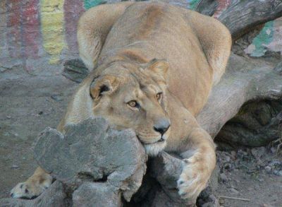 Cierre del Zoo: comienza el traslado de los animales