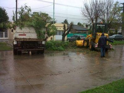 Intervenci�n del municipio en poda da�ina