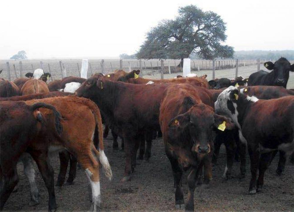 Desbaratan en La Pampa una estafa millonaria con vacunos cometida en Salta