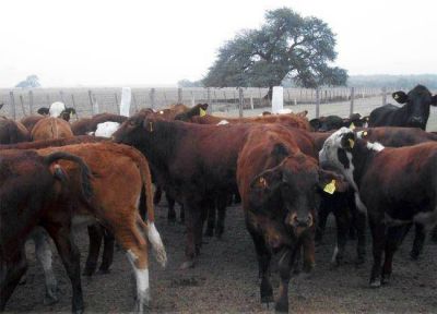 Desbaratan en La Pampa una estafa millonaria con vacunos cometida en Salta