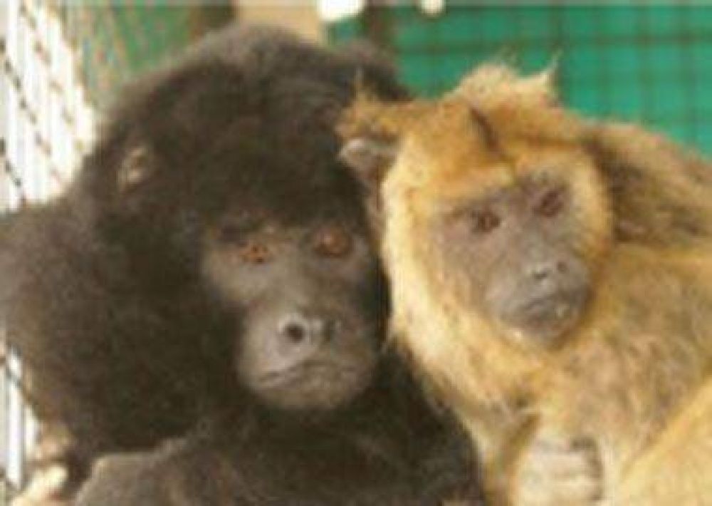 Rescatan ayer tres monos de un hotel