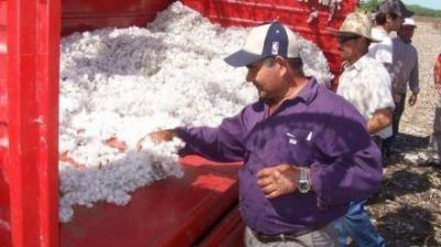 Produccion : ya se cosecho el 50% del algodon en la provincia
