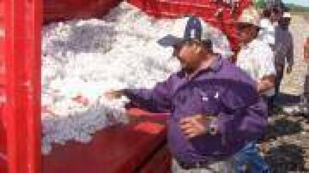 Produccion : ya se cosecho el 50% del algodon en la provincia