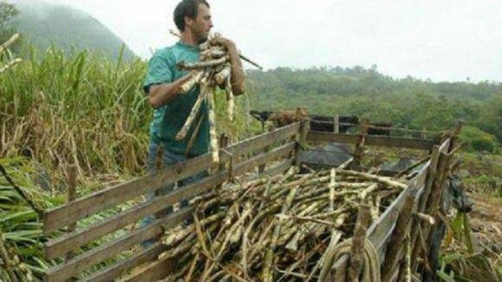 Desde la UCR piden que la Provincia subsidie a los ca�eros