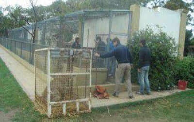 Proteccionistas destacaron el traslado de los animales del Zoo