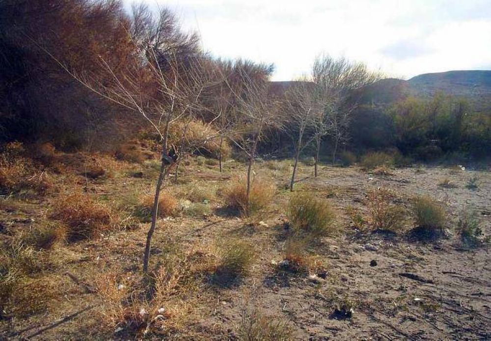 En Arroyo Los Berros quieren recuperar el agua