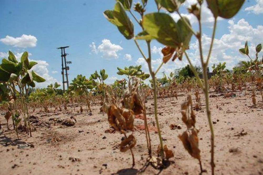 Soja: estiman p�rdidas del orden del 40% en el departamento Almirante Brown