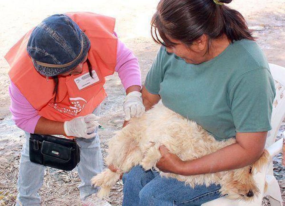Inici� con 29 puestos de vacunaci�n la campa�a antirr�bica municipal