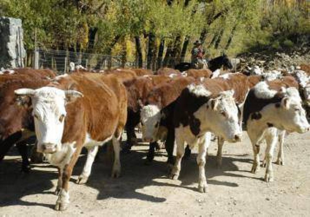 Se reunir� en Viedma y patagones los d�as 16 y 17 de mayo la Mesa Nacional Agr�cola-Ganadera de la Patagonia