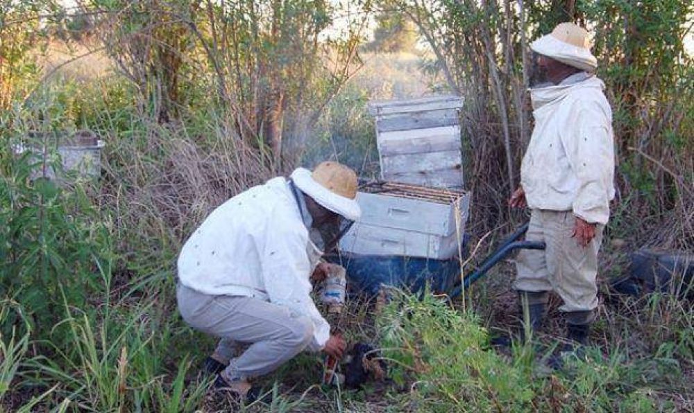Presentan los planes av�cola, ap�cola y fideicomiso forestal