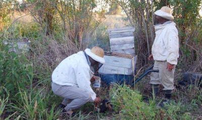 Presentan los planes av�cola, ap�cola y fideicomiso forestal
