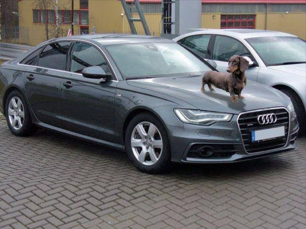 Dos delincuentes robaron un lujoso Audi A6 y de paso se llevaron el perro salchicha que estaba adentro