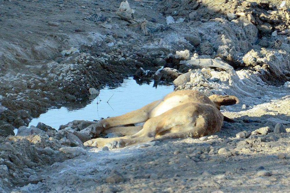 Reinoso dijo que si es necesario hay que matar a los perros vagabundos