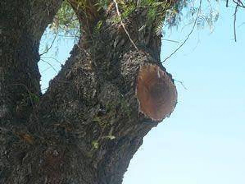  Por el clima, retrasan el inicio del per�odo de poda