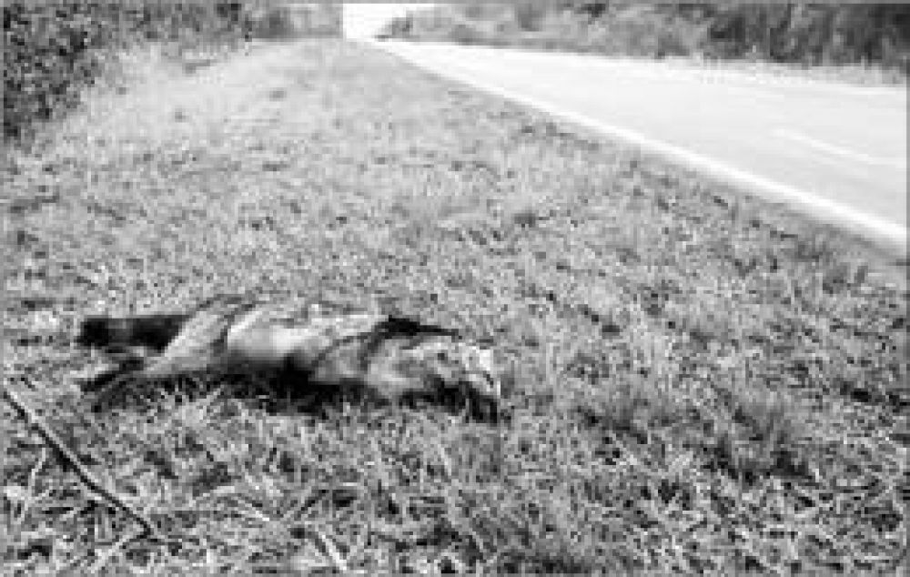 Ocho animales fueron atropellados en un d�a en Puerto Iguaz�